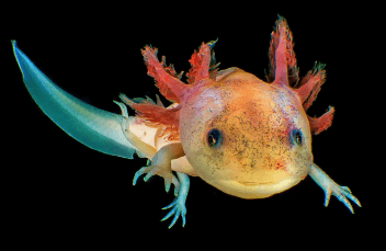 Baby:105ueu_Oipq= Axolotl Pet