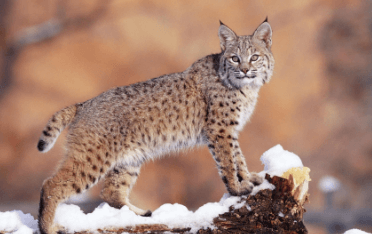 Cat:5qimajnwp7s= Bobcat