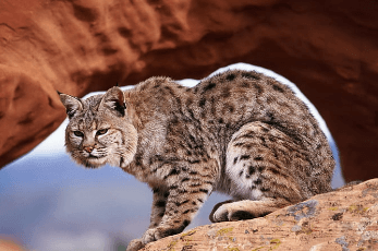 Cat:5qimajnwp7s= Bobcat