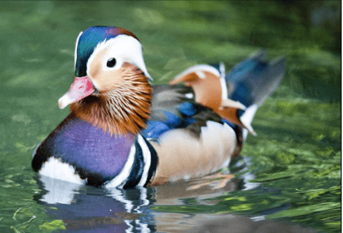 Clipart:1pbp54ha4qe= Ducks