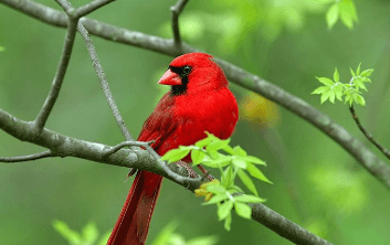 Clipart:71hkbkdob44= Cardinal